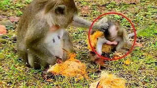 Wow! Million pity baby Polly get slap by Dolly | Baby Polly screaming &finding mom Popeye |