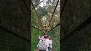 Territorial Monkey Loses It on Anyone Daring to Cross Its Bridge