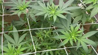 Flipping Cannabis to Flower ... Growing Barney's Farm Seeds w/ Mars Hydro !