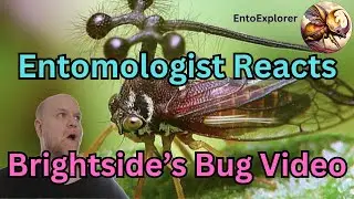 Entomologist Reacts - Brightside's Don't Squish This Bug! Reaction