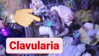 NUEVOS CORALES | CLAVULARIA PAPAYA