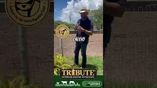 🔥 &iexcl;M&aacute;s que nutrici&oacute;n, es tecnolog&iacute;a para tu caballo! Presentamos Uptake Technology&trade; de Tribute&reg;. 🐴✨