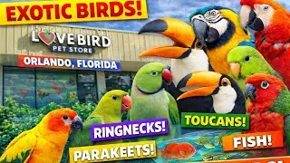 This Orlando Bird Store Has an Incredible Variety 🦜 | Love Bird Pet Store❤️‼️