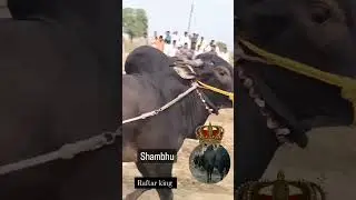 Bandu Patil Dafde Yancha Shambhu || virkhed Shankar pat