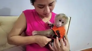 Так грустно, что обезьянка Кити внезапно перестала есть и пить молоко.