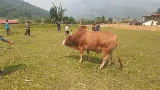 nyuj sib nraus zoo saib nyob nrau lub zos tshuas tus 2022