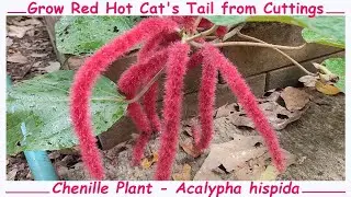 Grow Red Hot Cat's Tail from Cuttings (Chenille Plant)