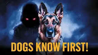 Why Dogs Will Always Detect a Bad Person Before You Do!