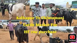 Kolhapur to Chintamani HF cow market. Regular Customer. Top HF breed Cows. #gokak #trendingshorts 