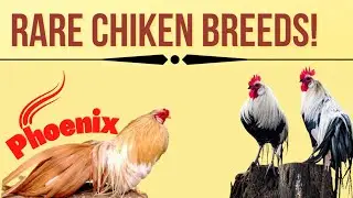 Phoenix Chicken,  german long tailed chicken | G&agrave; Phượng ho&agrave;ng | fonix onagadori