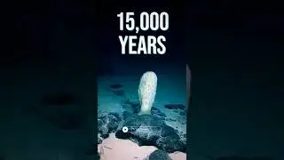 Это самое долгоживущее существо бросает вызов концепции времени