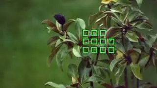 Sony 500mm Reflex AF-C speed