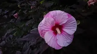 🌸 Faith in Growth | Hibiscus in Bloom 🌺 Plant Update