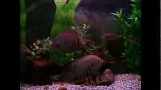 Bushfish, severums, catfish &....