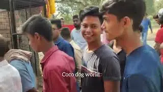 सोनपुर मेला घोड़ा बाजार 2022 || Sonpur Mela horse market || Sonpur mela Bihar dog,cow,horse, market