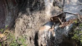 Crab-eating (AKA Long tailed macaque) - Macaca fascicularis in Thailand