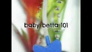 Meet My New Betta! (Baby Betta Care Guide)