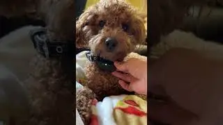 Pet Pawsabilitiies No Shock Bark Collar