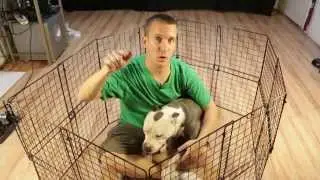 How to build a cheap DIY temporary dog playpen with parts you may already own