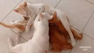 An almost adult cat still drinks milk from mom!