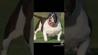 american bully XL TIJUANA BC M&eacute;xico 🦍🔥 esperando con ansias el resultado de esta cruza👌🔥🦍