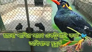 Я был удивлен, услышав, как птица Майна разговаривает 😍/ Милая птичка Майна разговаривает как чел...