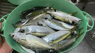 Another Alvinture Mackerel hunting | Bigeye scad Huntin (Matang baka).