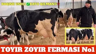 TOYIR ZOYIR FERMASI 30/45 LITR SUTGA SIGIRLANI QANDAY BOQISH SIRINI AYTDI XATONI QIMANG‼️🫵