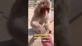 Funny MONKEY ALMOST GETS VERBAL WITH THE HUMAN