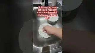 Clean Your Cats Bowls Regularly