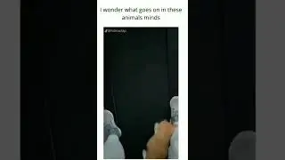 memes I found funny on the internet part 27