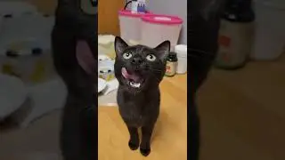 Хруст и чавканье! Котята завтракают и играют с Каспером, Стивеном, Маккензи и Оши.