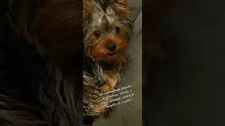 #cit&aacute;ty o psech#protebe#romantika#viralvideo  #lowe#czech#viral#procreate#život#Děkuji za odběr❤️🐶❤️