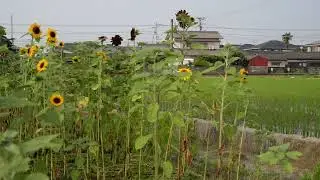 琴電琴平線・1100形＋1200形・満開のひまわりと3　DSC 7469