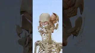 Explore skull and brain anatomy with VOKA's 3D visualization #3danatomy