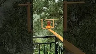NZ Bellbird singing for sugar #asmr #Aotearoa #Korimako