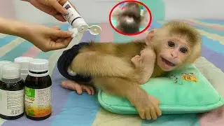 So Sad! Monkey Molly&rsquo;s Old Illness Returns and Becomes Even Worse!
