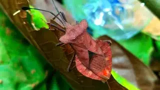 dock bug, Coreidae... (Coreus marginatus)