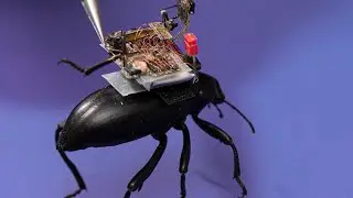 Backpack-wearing cyborg beetles could search for survivors in disasters