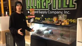 Indian Star Tortoise Starter Setup