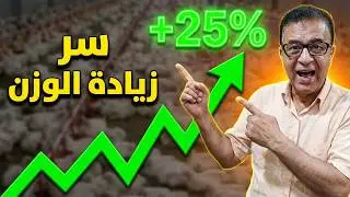 عايز تزود وزن الفراخ بسرعة؟ الحل في الإضاءة المقننة!