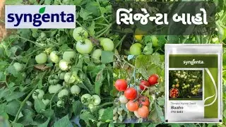 Baaho Tomato 🍅 Syngenta 🍅  @SyngentaIndia  @ravilimbasiya512