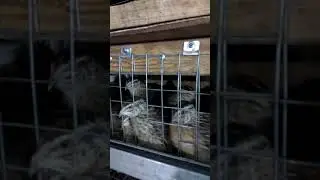 Фа́раоны