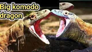 King vs. King: Komodo Dragon running video // komodo dragon running back video jump 🦘 danjras 
