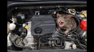 HORROR in the car: a rat under the hood &ndash; what to do?