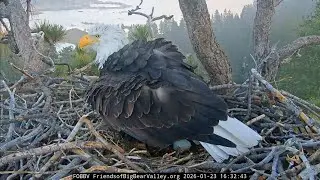 Big Bear Bald Eagles 2026.1.23 🥚Jackie laid her first egg!