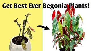 Get Large Bushy Begonia in 2 WEEKS! - Begonia Plant Care Tips (Wax Plant)