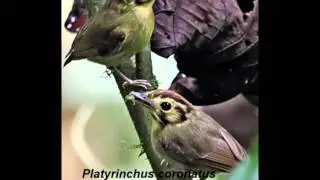Golden-crowned Spadebill