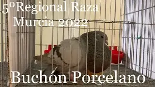 Buchón Porcelano, Participantes y Premiados en el 5º Regional Murciano de Raza (Cehegin 2022)