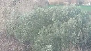 سلام اخواني المشهدين هدي منطقة حشادة دايرة ازرو اقليم افران.  منطقة فلاحيي